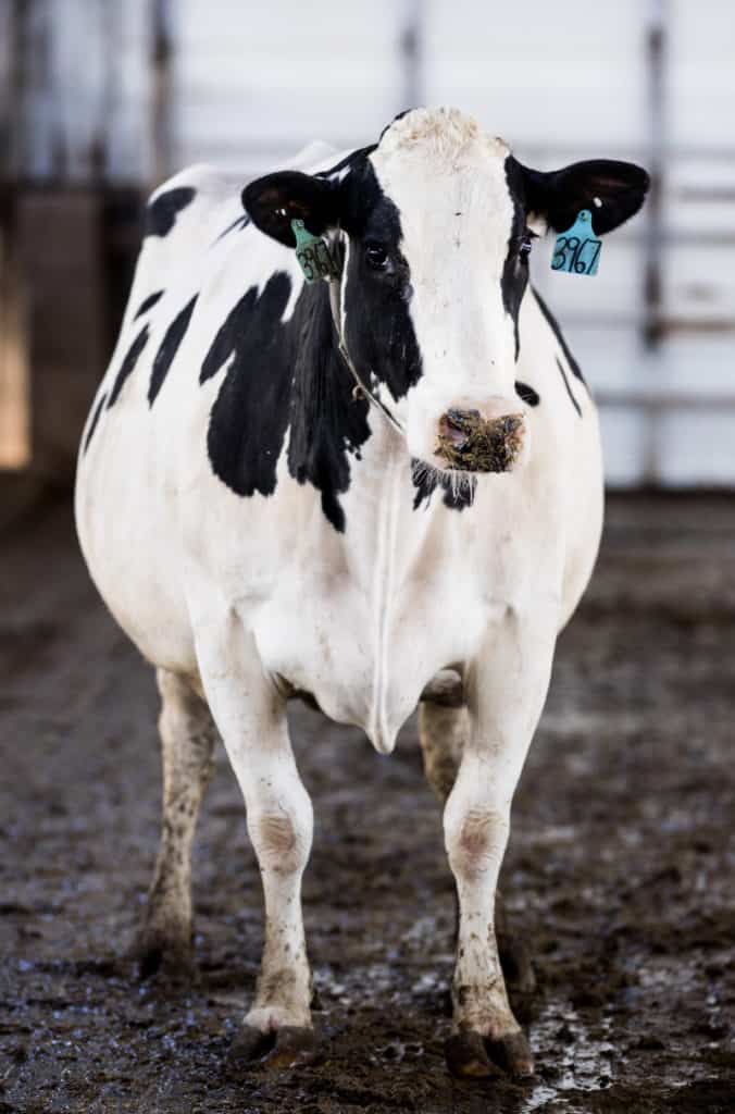 Holstein cow