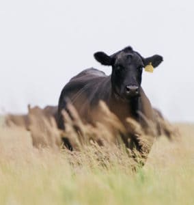 Angus cow on grass